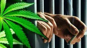 "The Green Dilemma: Arrests for Minor Cannabis Offenses Persist in the Era of Legalization" - RealBud Camo